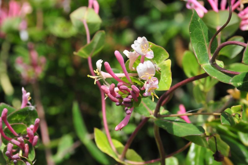 Lonicera implexa / Caprifoglio mediterraneo